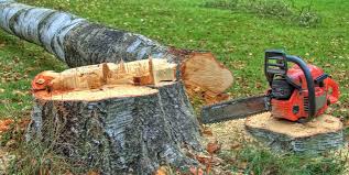  Glen Burnie, MD Tree Removal Pros