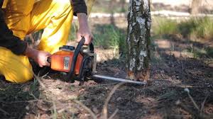Best Tree Disease Treatment  in Glen Burnie, MD