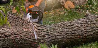 Best Pest Control for Lawns  in Glen Burnie, MD