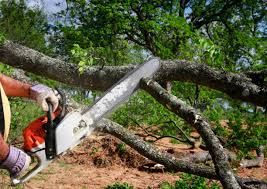 Best Firewood Processing and Delivery  in Glen Burnie, MD