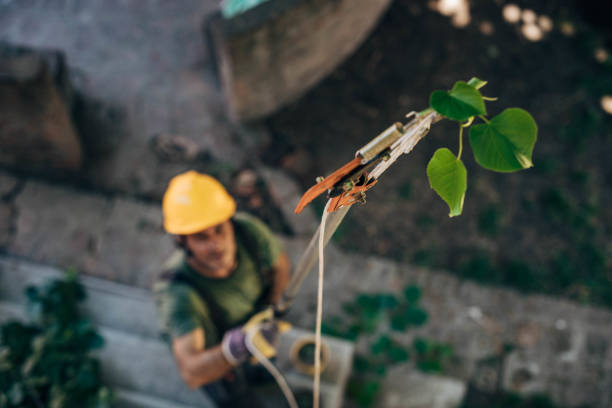 Best Hazardous Tree Removal  in Glen Burnie, MD