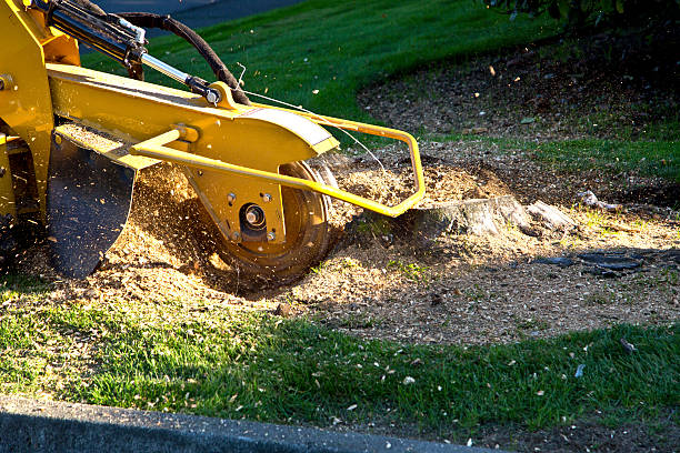 Best Tree Preservation Services  in Glen Burnie, MD