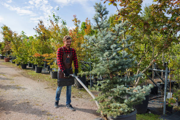 Best Fruit Tree Pruning  in Glen Burnie, MD