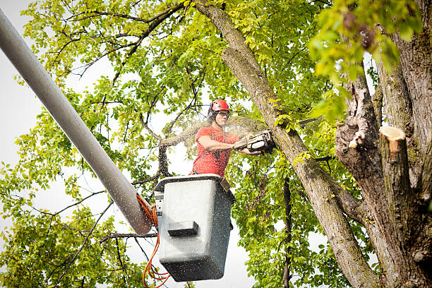 Best Leaf Removal  in Glen Burnie, MD