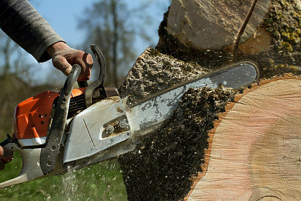 Reliable Glen Burnie, MD Tree Removal Solutions