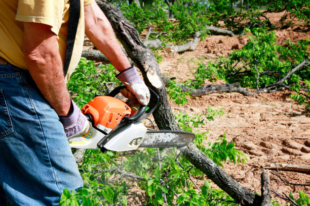 Best Tree Preservation Services  in Glen Burnie, MD